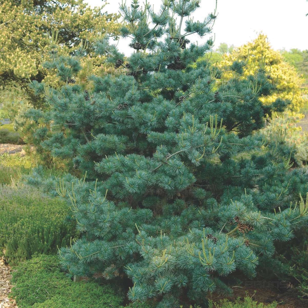 Pianta di PINUS PARVIFLORA 'NEGISHI' Conifera Sempreverde Foto Reali vaso 20cm