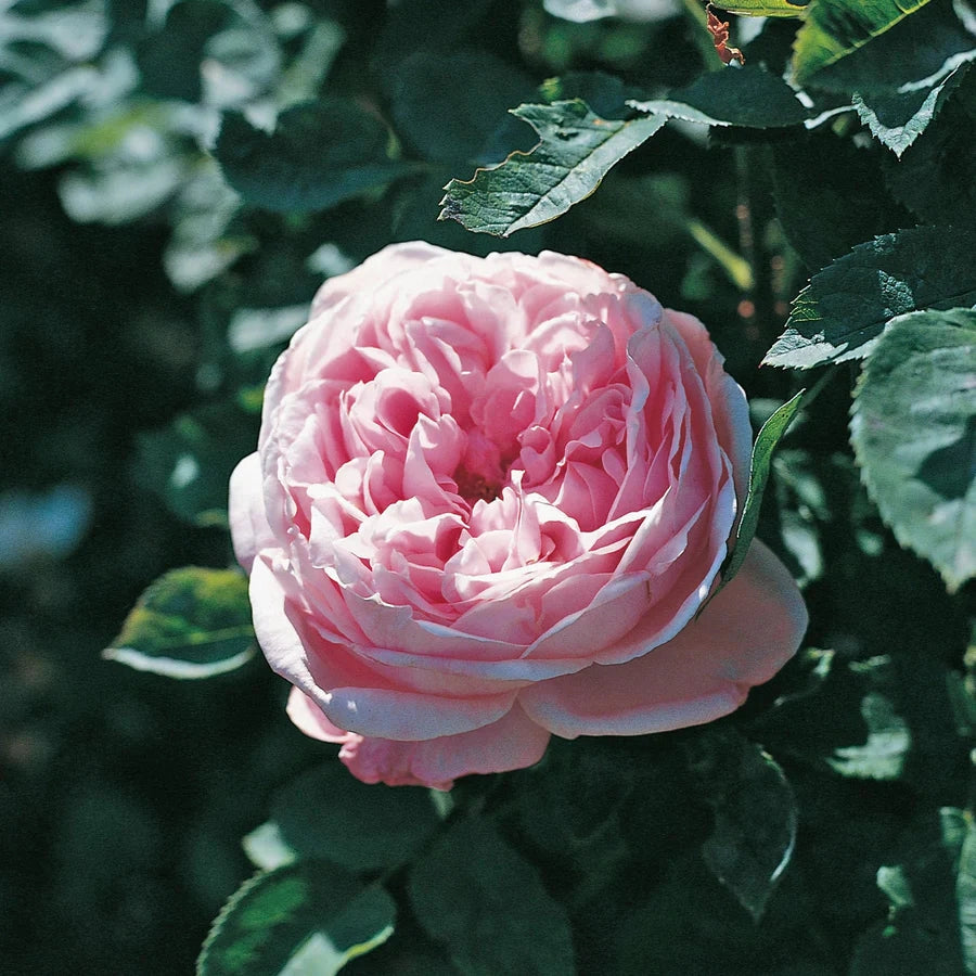 Gardenaria Rosa 'Baroness Rotshild' - Rosa da giardino Altezza: 30/40 cm (vaso22)