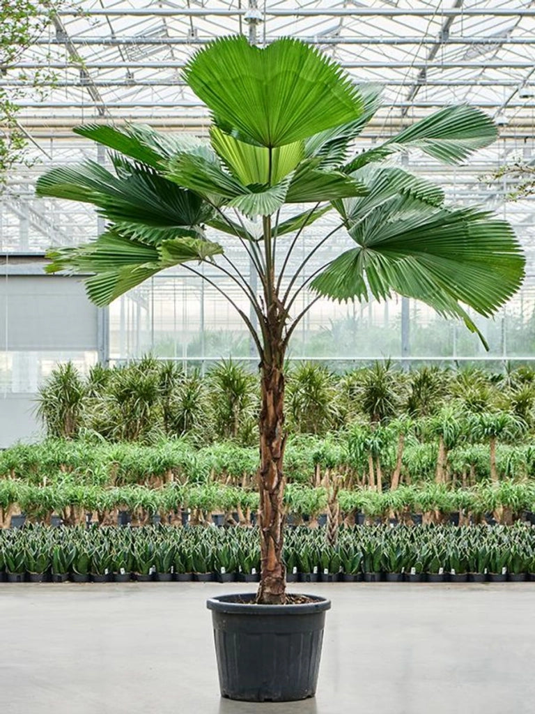 Licuala grandis h 120 cm in vaso 45 cm palma tropicale ornamentale