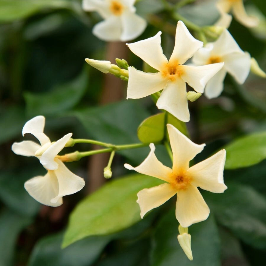 Gardenaria Falso Gelsomino - Trachelospermum jasminoides 'Christabel Bielenberg' - Pianta rampicante ornamentale da esterno Altezza: 100/125 cm (vaso19)