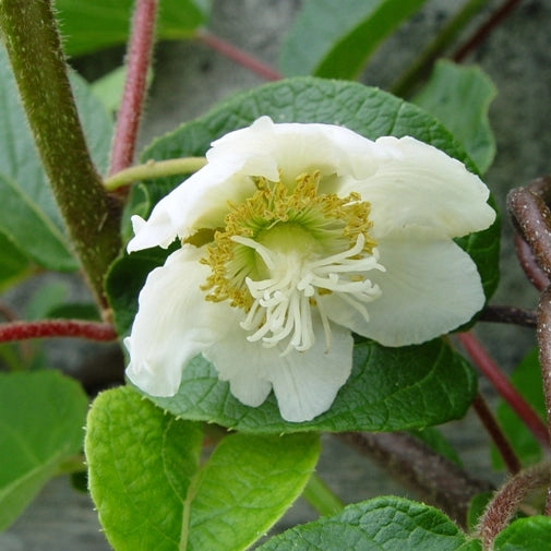 Pianta Albero KIWI ACTINIDIA MASCHIO piante produzione IMPOLLINATORE vaso 16cm