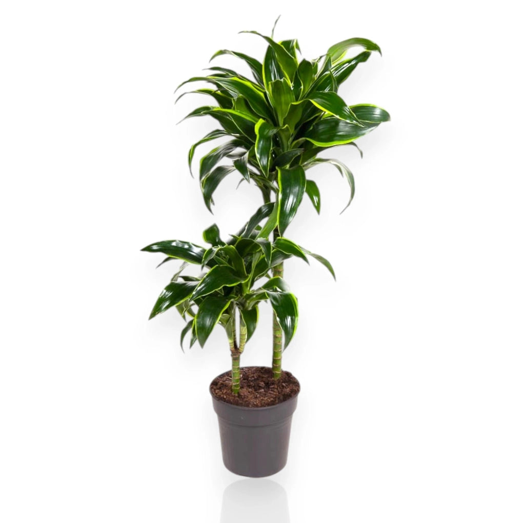 Gardenaria Dracaena fragrans 'Dorado' - Pianta da interno ornamentale Altezza: 130 cm (vaso 24)