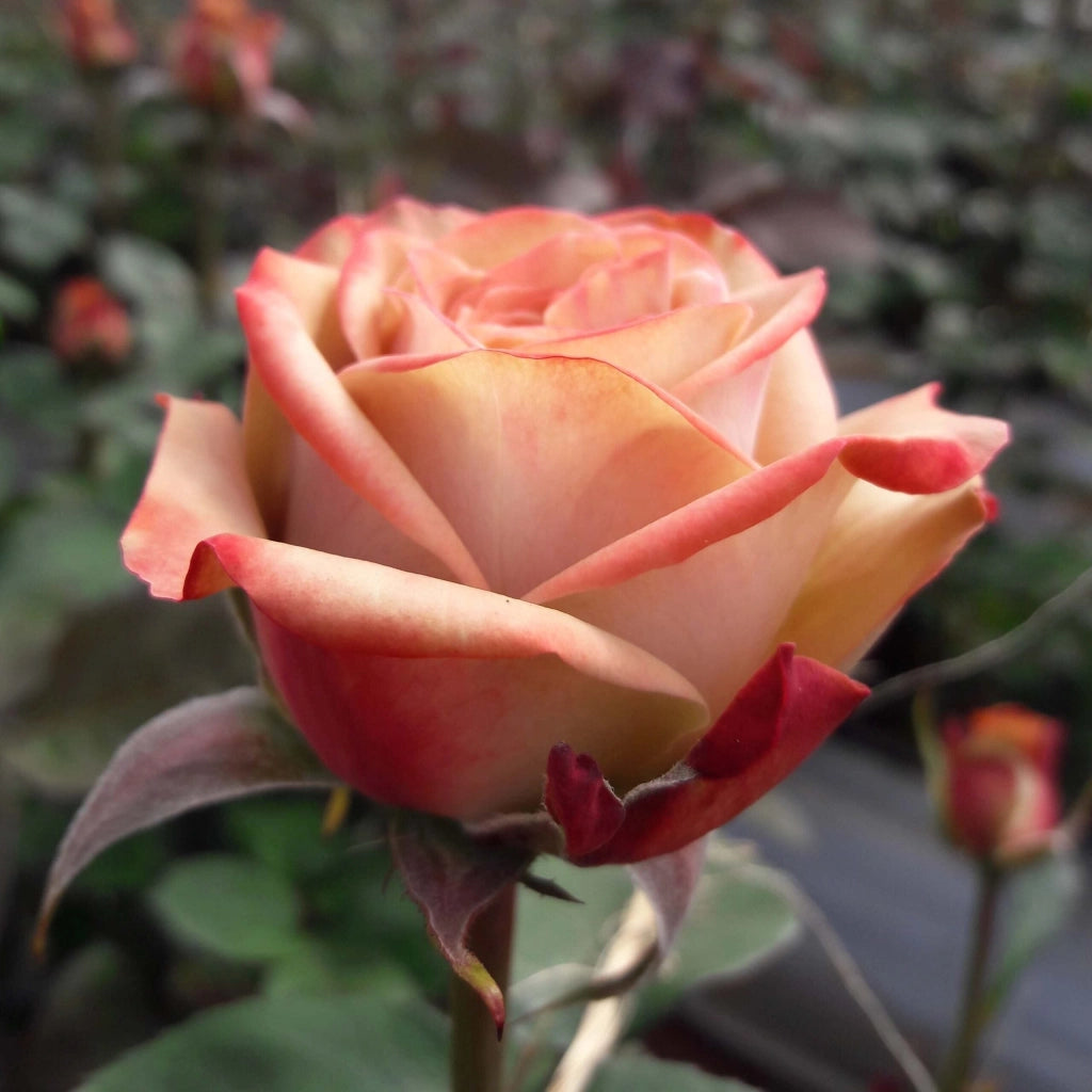 Gardenaria Rosa 'Cappuccino' Tantau - Rosa da giardino Altezza: 30/40 cm (vaso22)