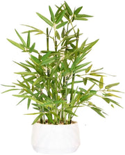 Pianta ornamentale in vaso alto 45,7 cm, bianco, bambù in materiali artificiali.
