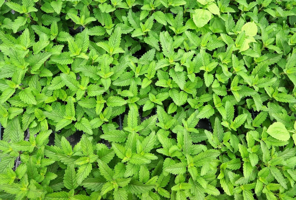 Barba Blu Caryopteris Clandonensis Vaso 18 cm Arbusto Aromatico da Fiore