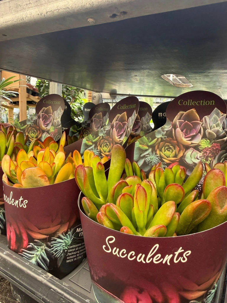 Crassula ovata ‘Tricolor Hobbit’ vaso 14 cm – Succulenta