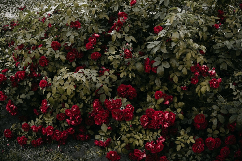 ROSA SEVILLANA ROSSO VASO 18