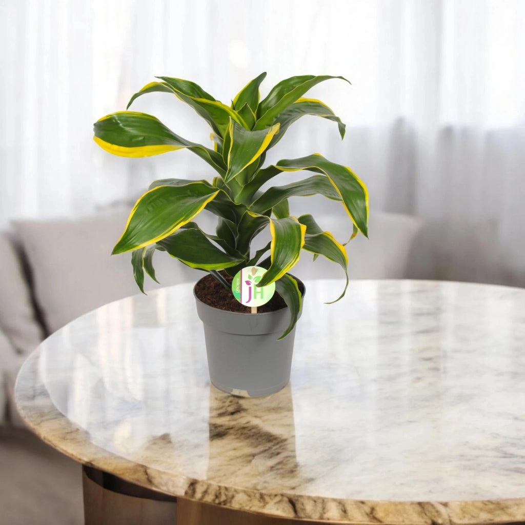 Gardenaria Dracaena fragrans 'Dorado' - Pianta da interno ornamentale Altezza: 130 cm (vaso 24)