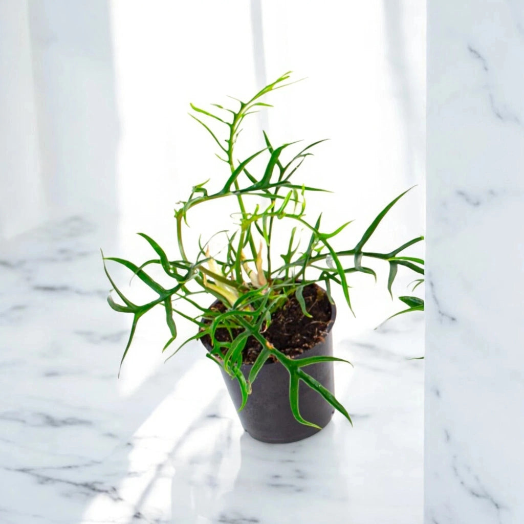 Gardenaria Philodendron tortum 'Good luck' - Pianta da interno ornamentale Altezza: 30 cm (vaso 12)