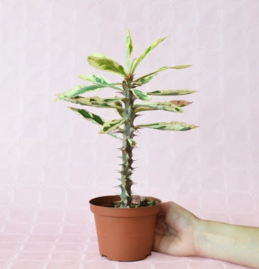 Euphorbia milii variegata  spina di cristo variegata vaso 24 foto reali