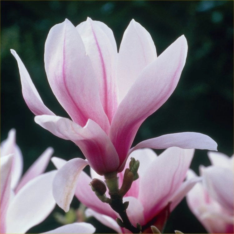 Pianta di Magnolia Soulangeana Susan vaso 18cm foto reali H 80cm