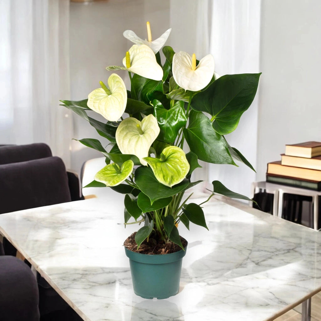 Gardenaria Anthurium andreanum 'White success' - Pianta da interno ornamentale Altezza: 50 cm (vaso 14)