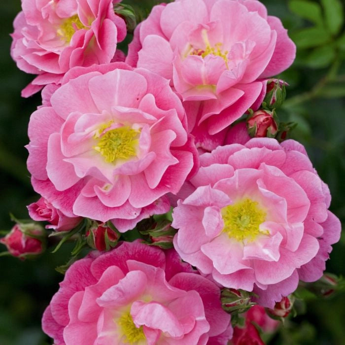 Pianta ROSA MAGIC MEILLANDECORE® alberello FUXIA MEILLAND PIANGENTE in vaso 24cm AMDGarden