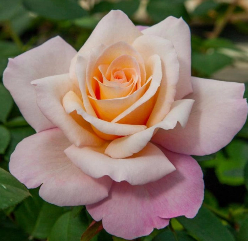 Gardenaria Rosa 'Laetitia Casta' - Rosa da giardino Altezza: 30/40 cm (vaso22)