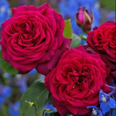 Gardenaria Rosa 'Grafin Diana' - Rosa da giardino Altezza: 40/50 cm (vaso20)