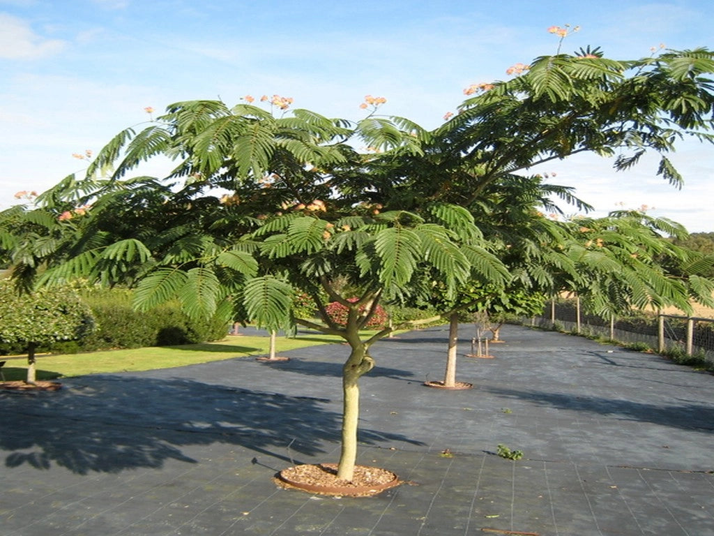 Pianta di ALBIZIA JULIBRIBRISSIN TROPICAL DREAM ® albero della seta FOTO REALE