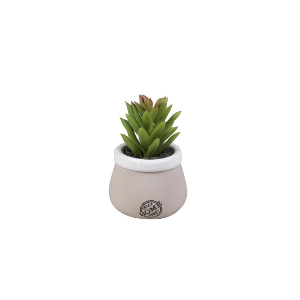 VASO CON PIANTA GRASSA D.5XH10CM IN CERAMICA TORTO