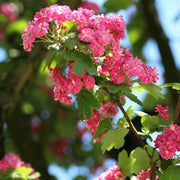 Biancospino fiore rosso Crataegus Laevigata Paul's Scarlet h 100 in vaso 18 cm