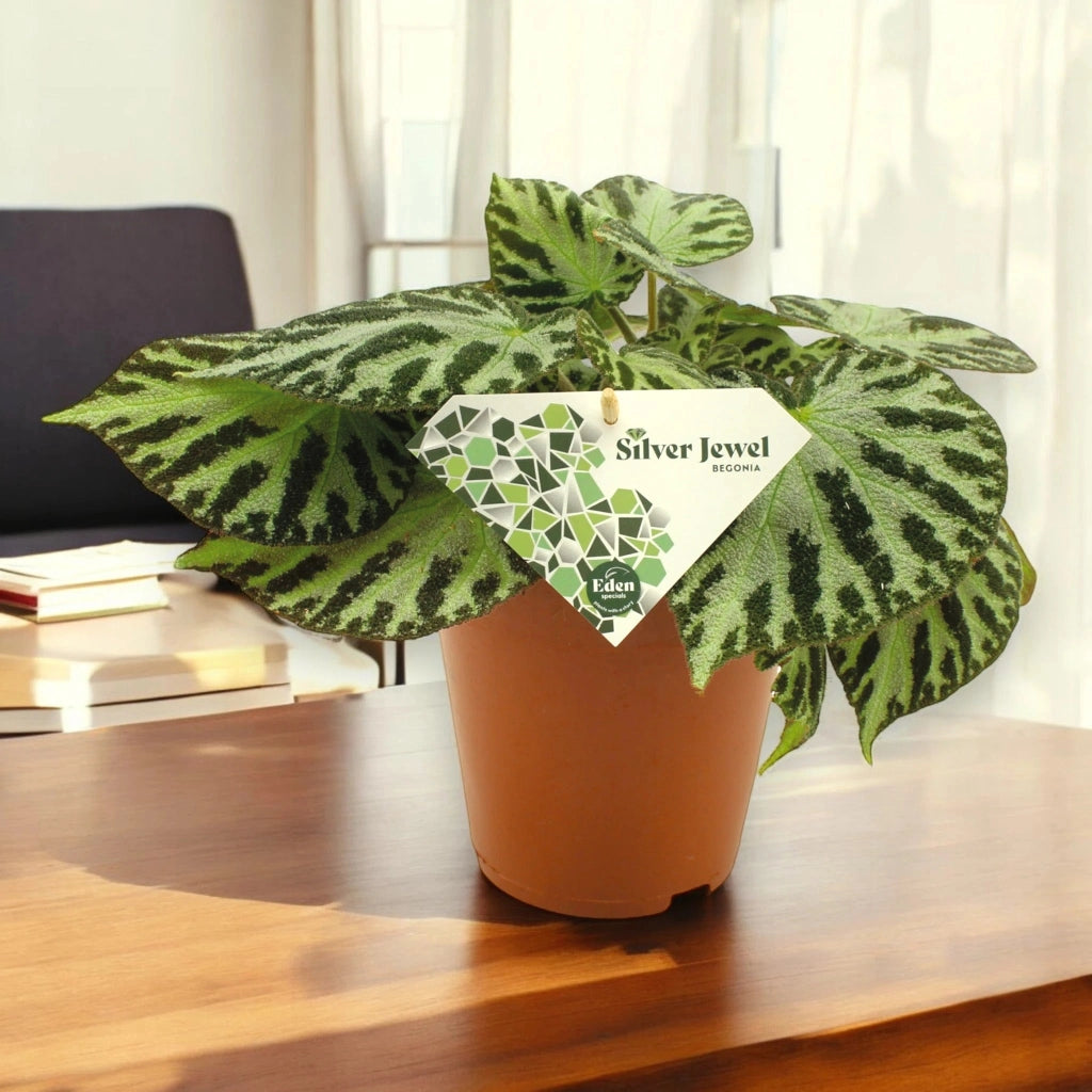 Gardenaria Begonia 'Silver Jewel' - Pianta da interno ornamentale Altezza: 30 cm (vaso 15)