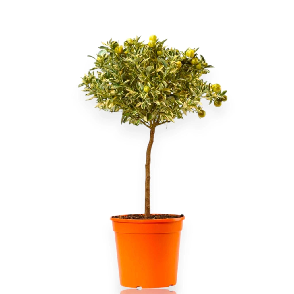 Gardenaria Calamondino Variegato - Citrus × microcarpa 'Variegata' - Pianta di agrume da frutto in vaso Altezza: 70/80 cm (vaso 22)
