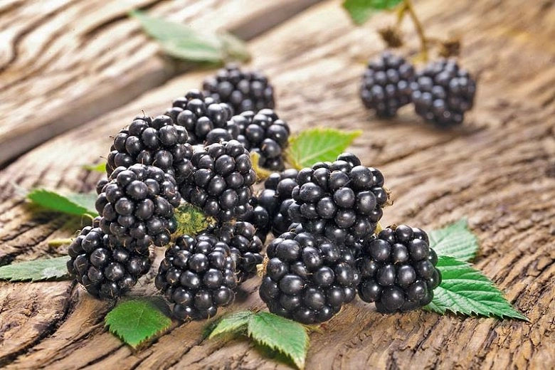 Mora Chester senza spine (Rubus fruticosus chester) FOTO REALI H 100 CM