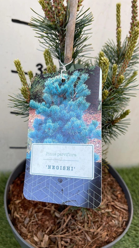 Pianta di PINUS PARVIFLORA 'NEGISHI' Conifera Sempreverde Foto Reali vaso 20cm