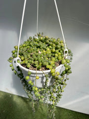 Senecio rowleyanus, Pianta del Rosario, collana di perle foto, pianta grassa