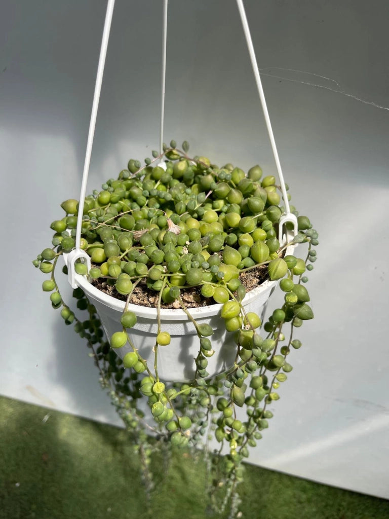 Senecio rowleyanus, Pianta del Rosario, collana di perle foto, pianta grassa