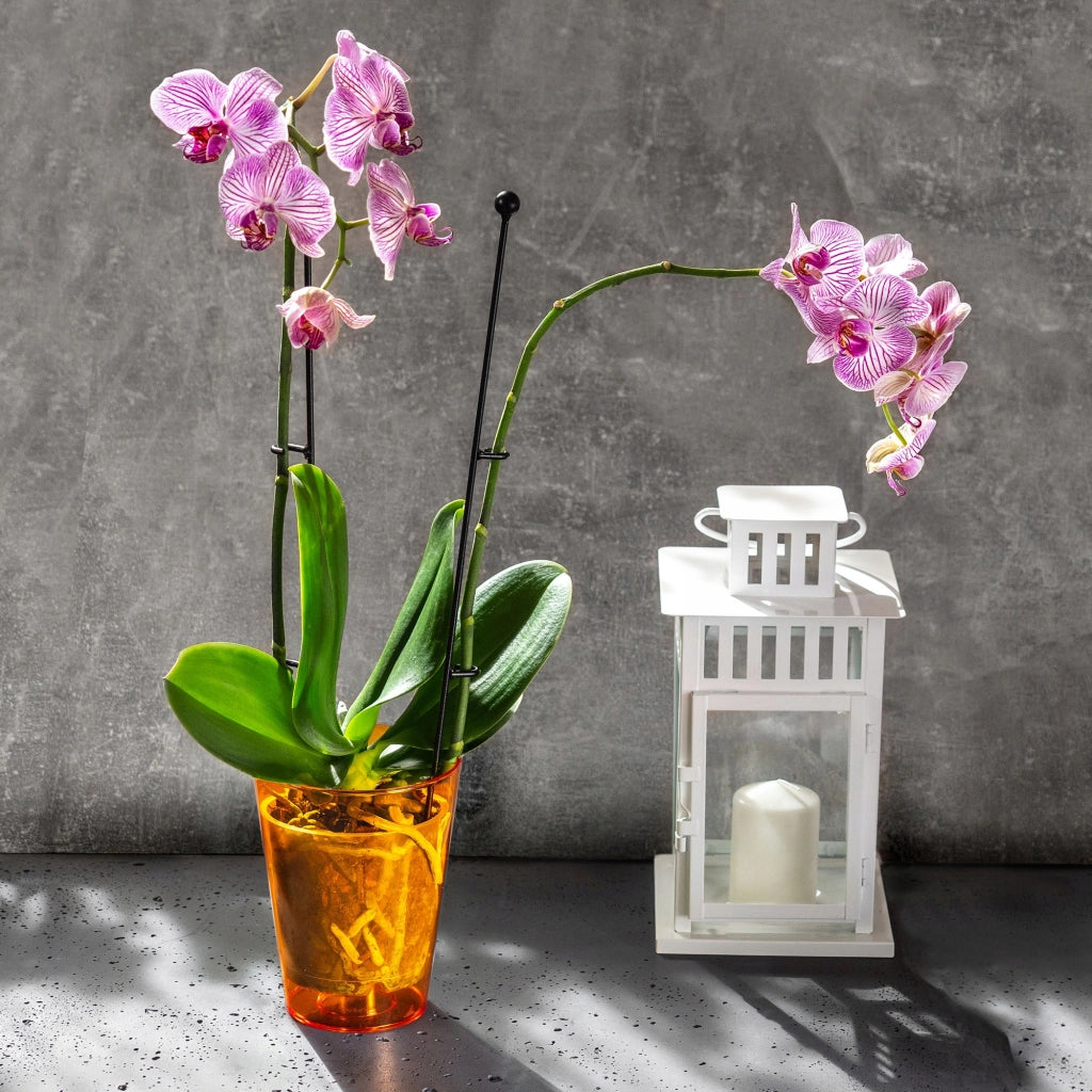 Vaso per orchidee KADAX in plastica arancione, 12 cm
