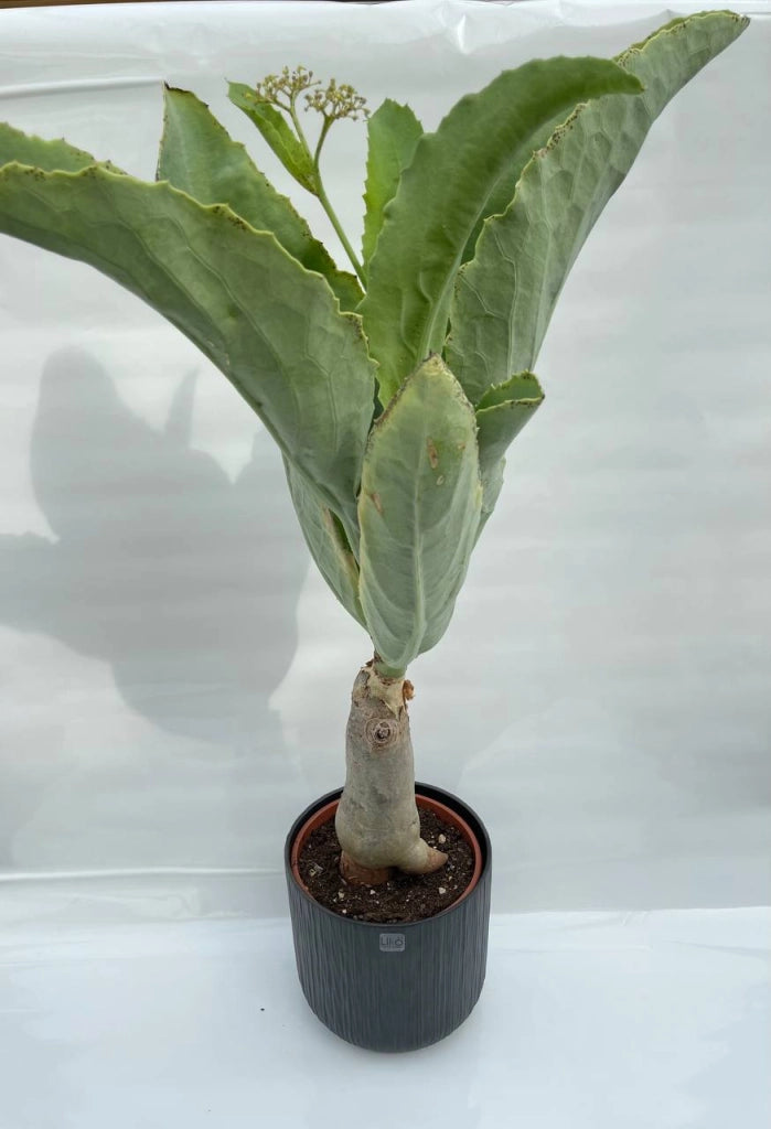 Cyphostemma juttae cissus juttae vaso 17cm H 70cm foto reali