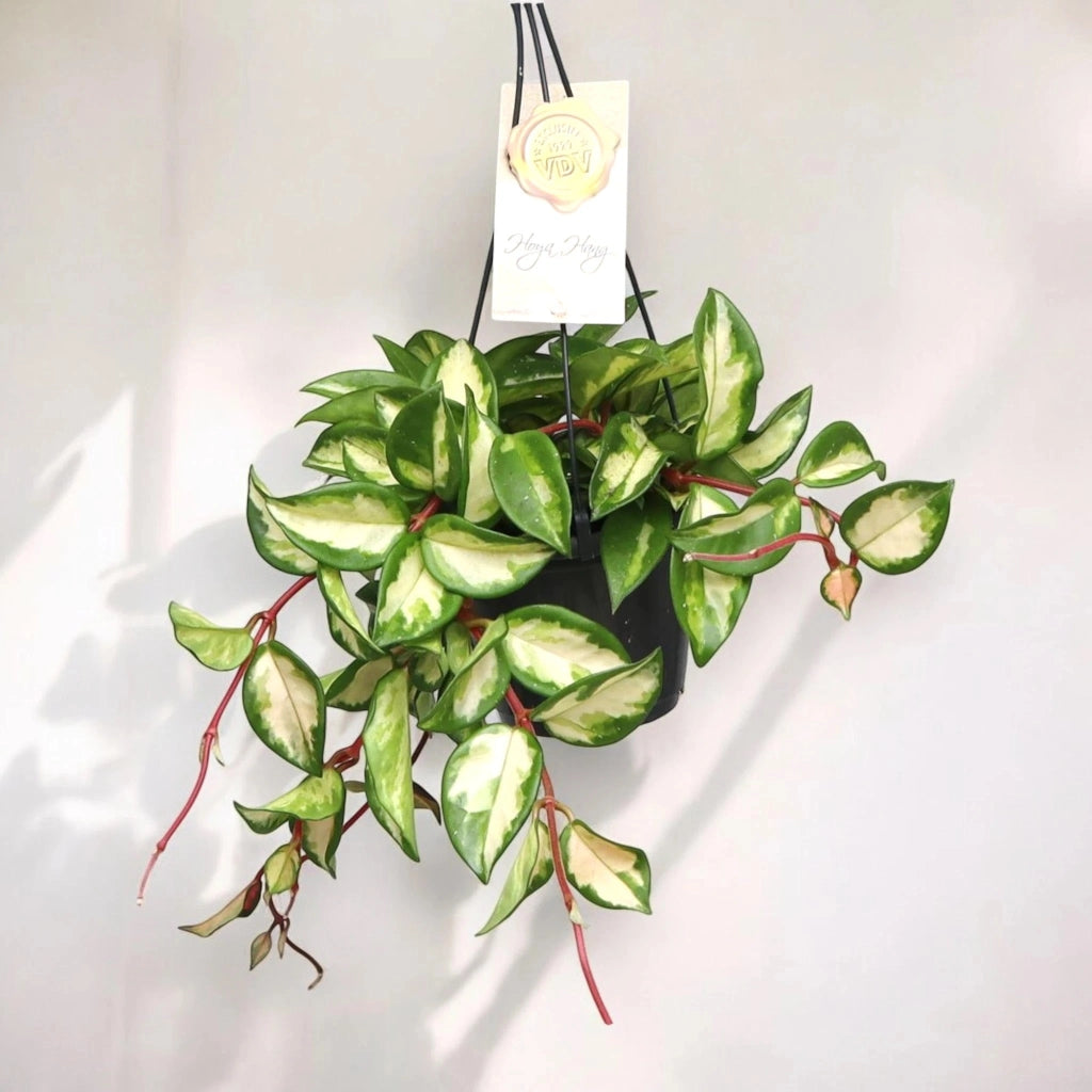 Gardenaria Hoya carnosa 'Tricolor' - Pianta da interno ornamentale Altezza: 30 cm (vaso 14)