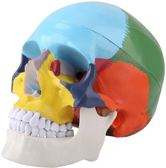 1 a Grandezza Naturale - Modello di Schedello - Schedello Colorato - Modello a Tre Parti - Altezza di Qualità - Imbottitura di Alta Qualità - Adatto per le Lezioni di Scuola - Modello Anatomico