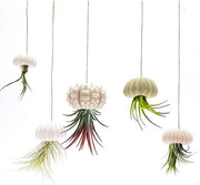 Set di 5 mini contenitori per piante aeree con conchiglie di tartaruga, contenitori decorativi per piante aeree appesi, contenitori per Tillandsia in vetro (lot da 4)