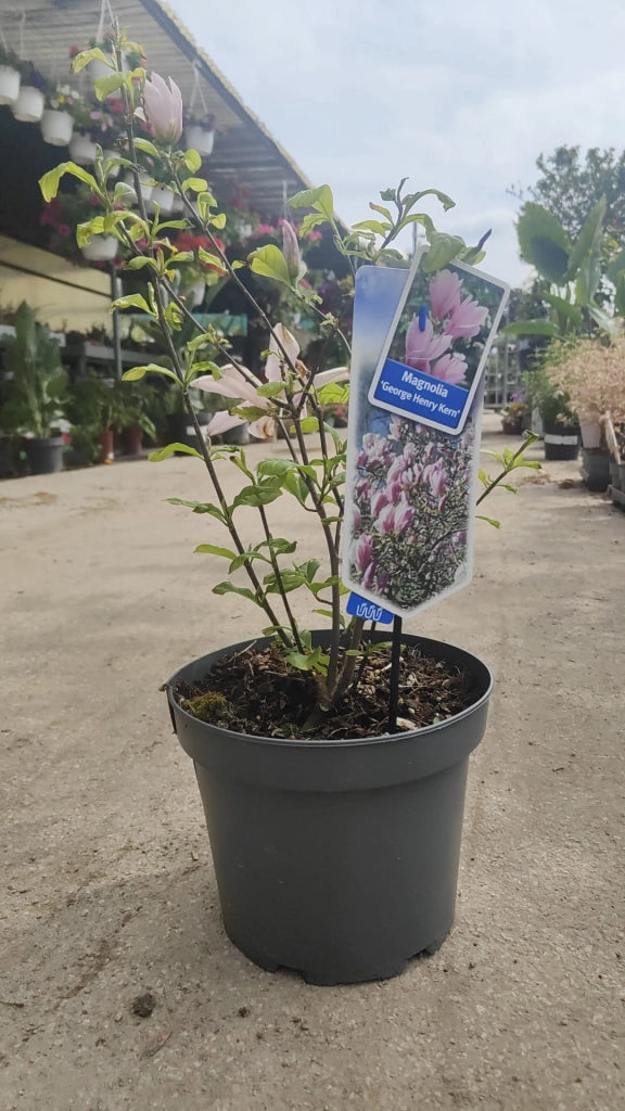 Pianta Magnolia 'George Henry Kern', vaso 23 foto reali