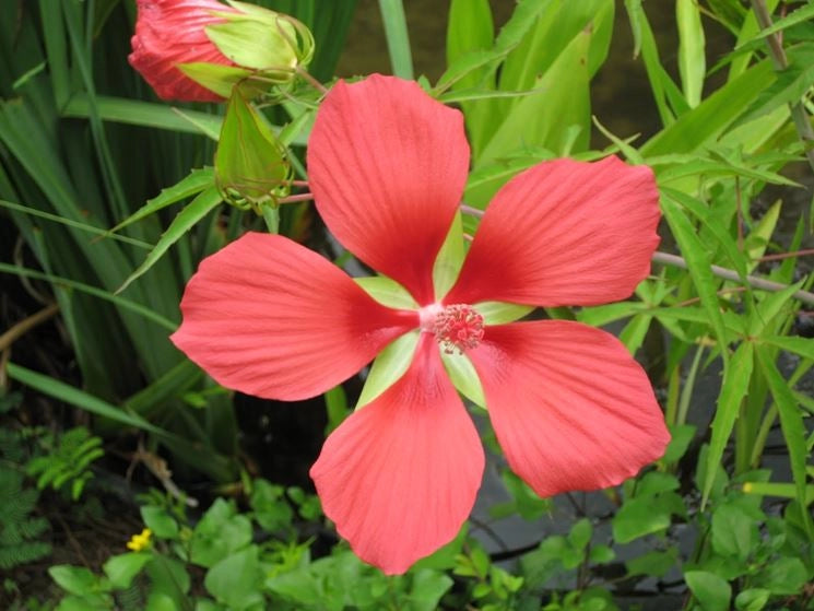 Pianta di Hibiscus coccineus fiore rosso foto reali H 150cm