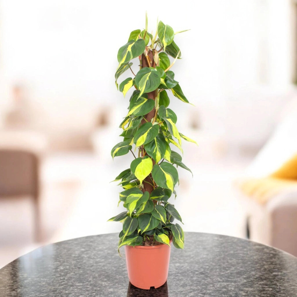 Gardenaria Philodendron scandens 'Brasil' - Pianta da interno ornamentale Altezza: 40 cm (vaso 14)
