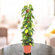 Gardenaria Philodendron scandens 'Brasil' - Pianta da interno ornamentale Altezza: 40 cm (vaso 14)