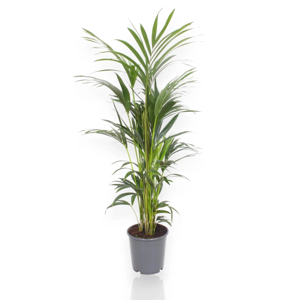 Gardenaria Howea forsteriana (Kentia) - Pianta da interno ornamentale Altezza: 120 cm (vaso 21)