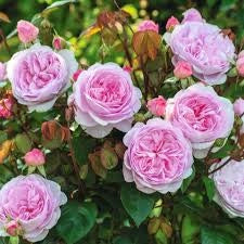 Rosa Barni Olivia Rose Austin cespuglio rifiorente profumato