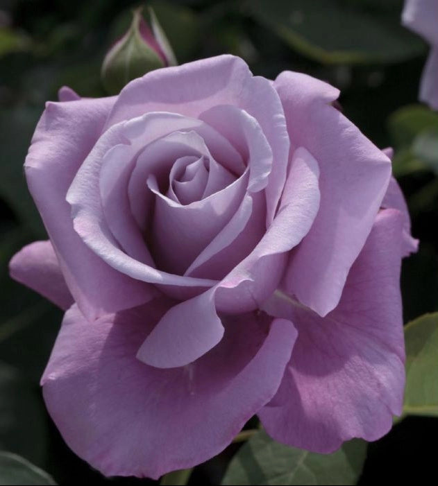 Gardenaria Rosa 'Charles De Gaulle' - Rosa da giardino Altezza: 40/50 cm (vaso20)