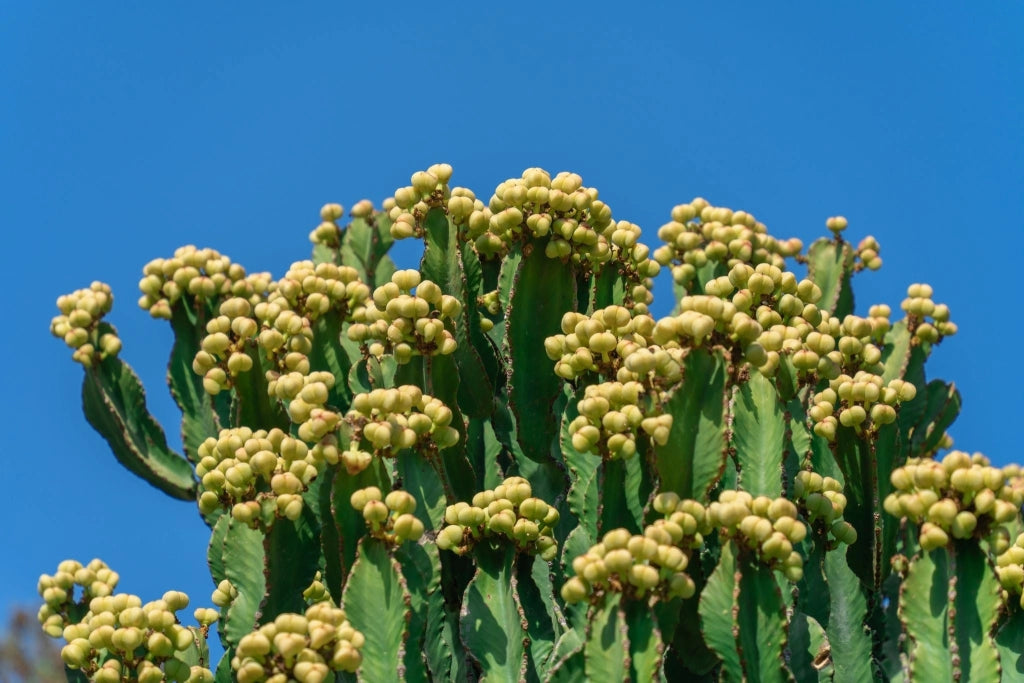 EUPHORBIA INGENS (EUFORBIA CANDELABRO) VASO 25