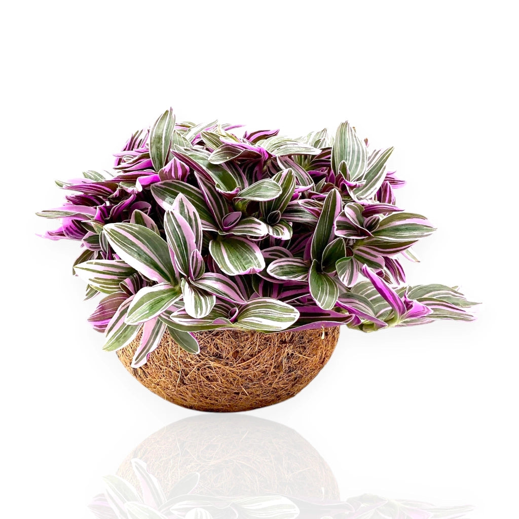 Gardenaria Tradescantia cerinthoides Sweetness kokodama - Pianta da interno ornamentale Altezza: 20 cm (vaso 15)