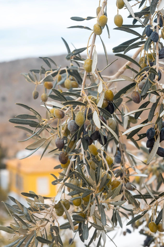OLEA EUROPAEA CESP.24 CIPRESSINO Lt.7