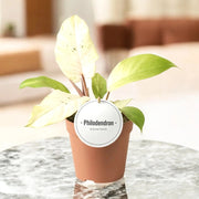 Gardenaria Philodendron 'Snowdrift' - Pianta da interno ornamentale Altezza: 30 cm (vaso 12)
