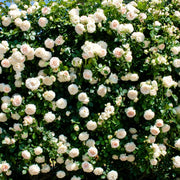 Gardenaria Rosa rampicante 'Palais Royal' - Rosa da giardino Altezza: 100/120 cm (vaso20)