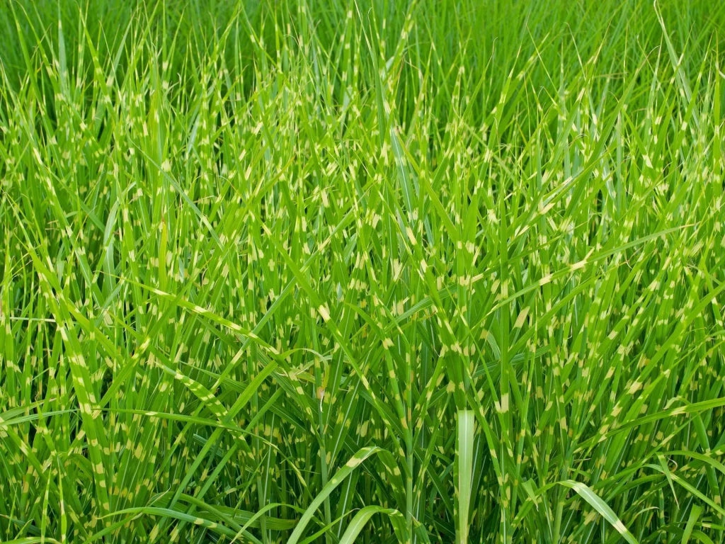 Gardenaria Miscanthus sinensis 'Strictus' - Graminacea ornamentale da esterno Altezza: 60 cm  (vaso 17)