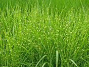 Gardenaria Miscanthus sinensis 'Strictus' - Graminacea ornamentale da esterno Altezza: 60 cm  (vaso 17)