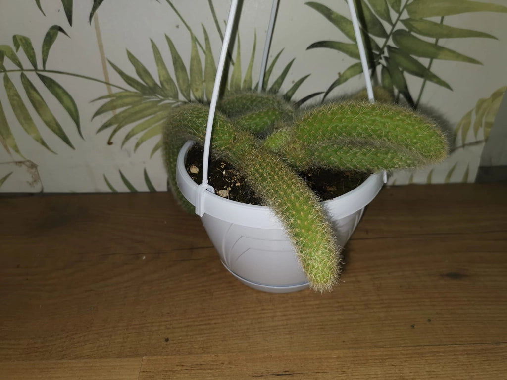 Pianta Cactus Coda di Scimmia 'Hildewintera Colademononis' Bolivia Foto Reali