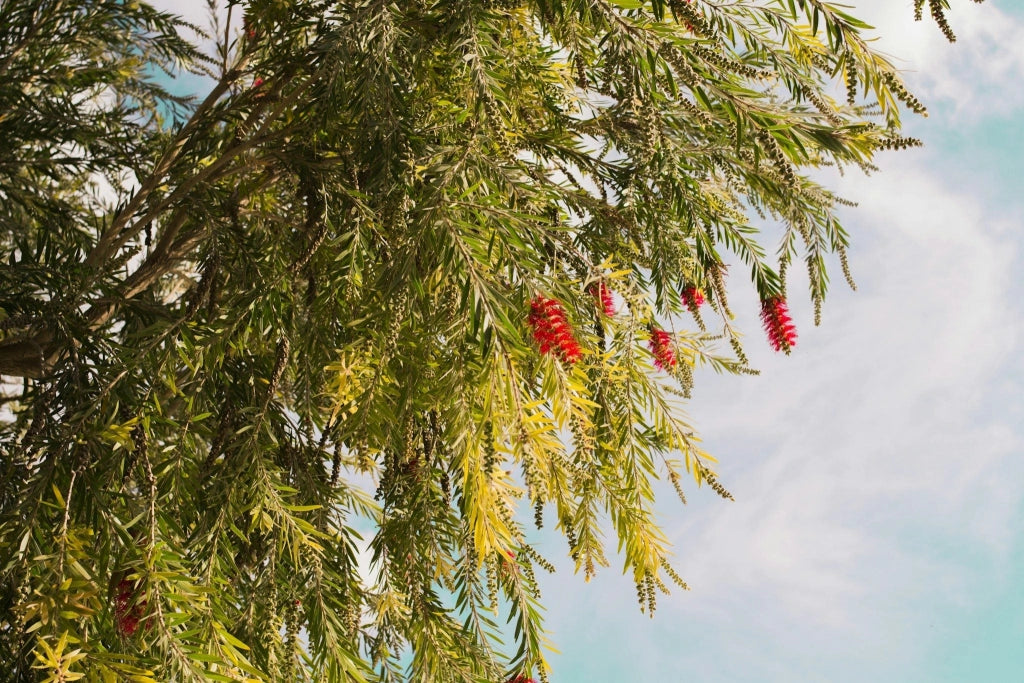 CALLISTEMON CAPTAIN COOK (PIANTA SCOVOLINO) VASO 40