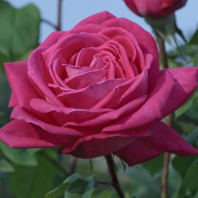 Gardenaria Rosa 'Lolita Lempicka' - Rosa da giardino Altezza: 35/45 cm (vaso22)